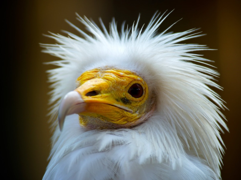 animal eye, eagle - bird, eagle, animal head, focus on foreground, one animal, white color, animal body part, no people, animal wildlife, bird, nature