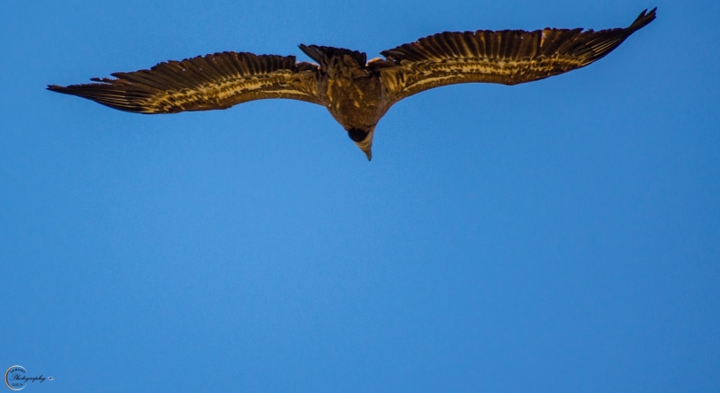vultures, nature, 2K, wildlife, Fly, flying, sky, birds