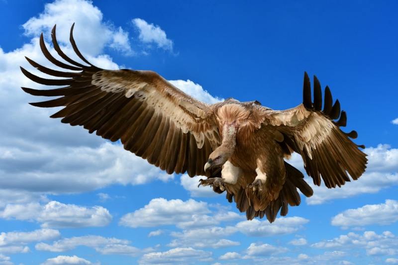 vulture, animal world, animal wing, fly, eagle - bird, nature, motion, 1080P, feather, prey, plumage, animal body part, no people, spread wings, cloud - sky