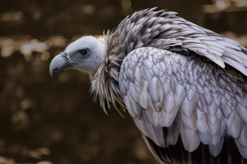 close-up, side view, old world vulture, germany, profile view, eagle, vulture, himalayan griffon vulture, tambach, feather, michelau, bird of prey, animal head