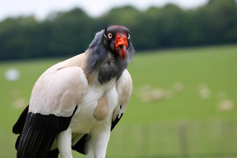 field, animal wildlife, land, portrait, king, carnivore, feather, vertebrate, raptor, orange, predator, animals in the wild, nature, prey, wildlife, day