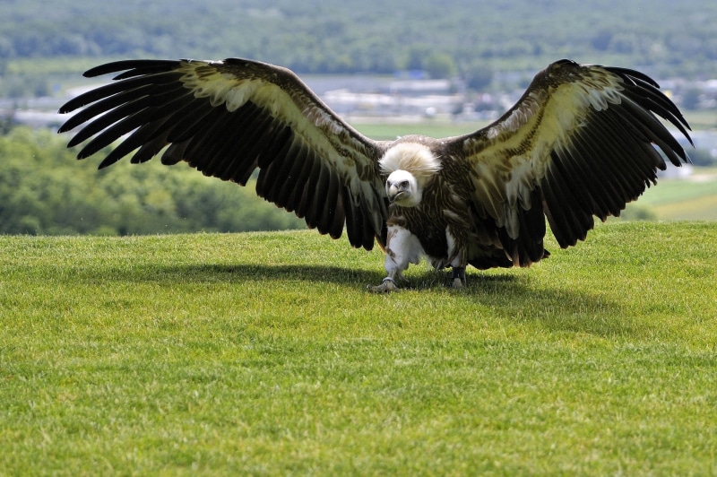 Bird, vulture, black, white, SPAN, green, wings, predator, empennage, grass, background, 1080P