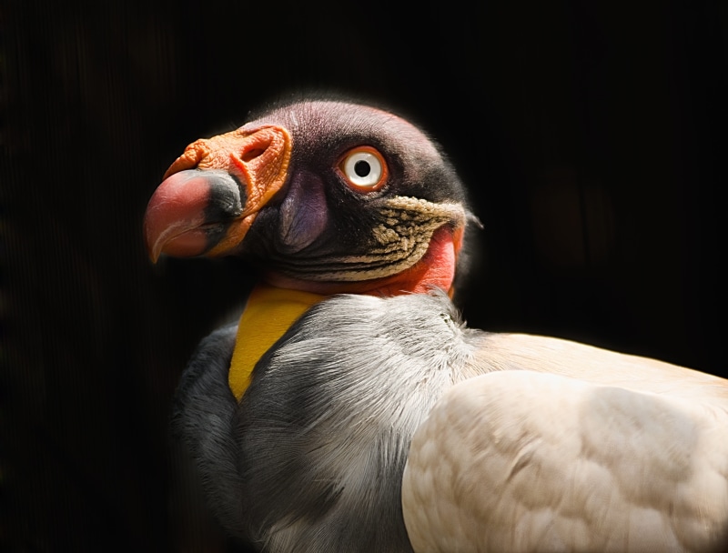 bird, vertebrate, wildlife, portrait, animal head, no people, orange, predator, studio shot, animal eye, beak, close-up, black background, king vulture