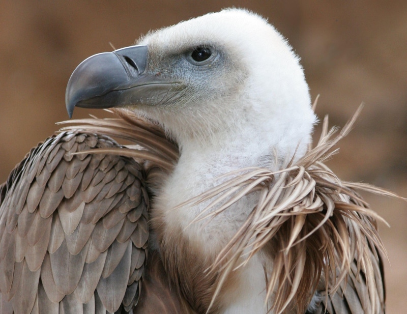 eagle, 1080P, bird, animals, griffon, vulture, white