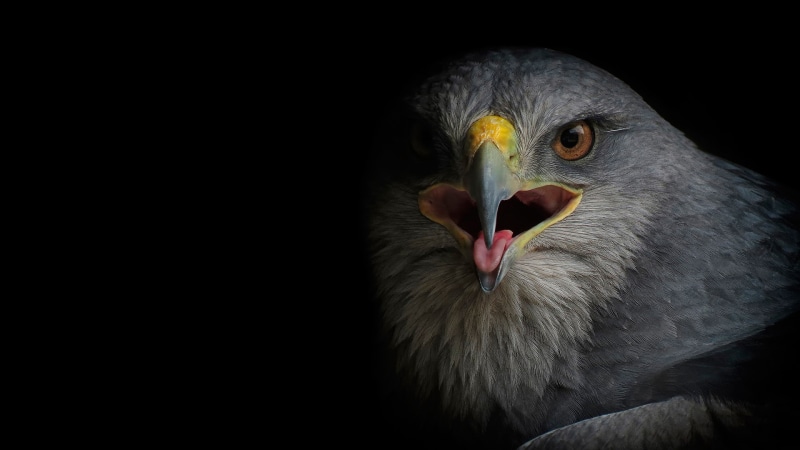 beaked, Bird, falcon, vulture, buzzard, 1080P, gray, short