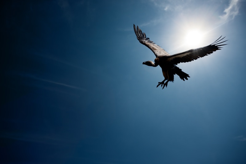 Vulture, sun, flight, 4K, sky