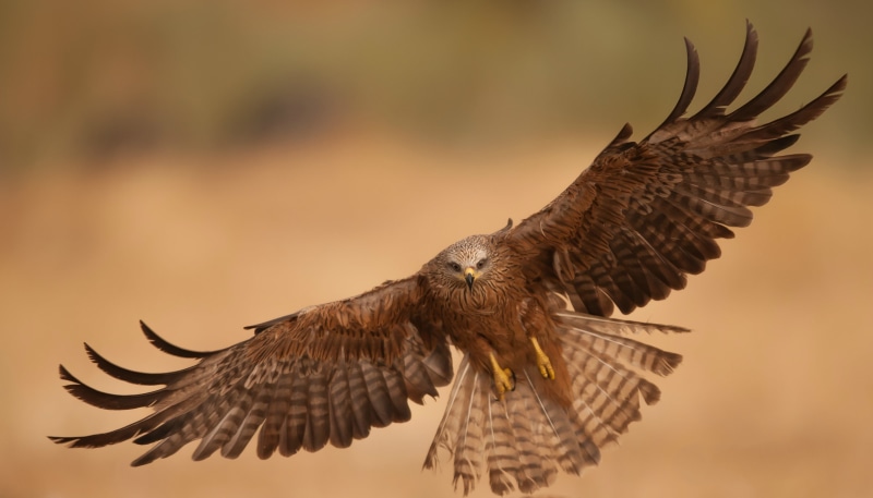 vulture, hawk, falcon - Bird, nature, mid-air, looking, wildlife, eagle - Bird, bird, wings, animal, animals In The Wild, animals Hunting, bird Watching