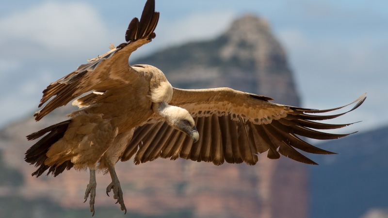 Vulture, 4K, bird, hd bird, animals, 3840x2160