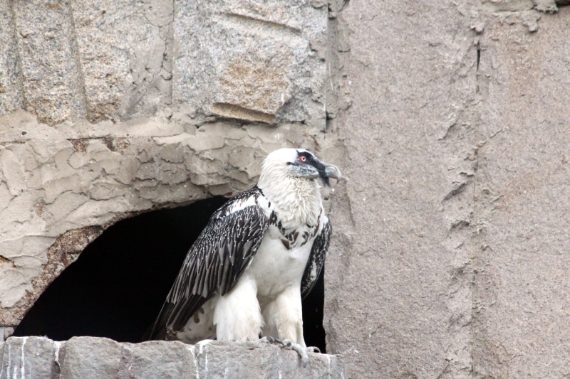 looking away, rock - object, bird, built structure, hawk, day, predator, perching, bearded, looking, animal, animals, animal themes, stone, wall - building feature