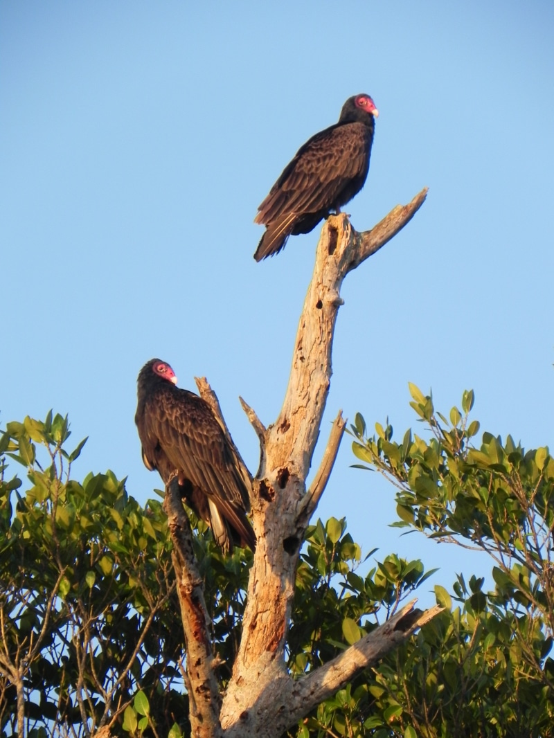 animal themes, animal, outdoors, nature, eagle, 2K, sky, group of animals, tree, plant, blue, branch, animals in the wild, day, vultures, low angle view