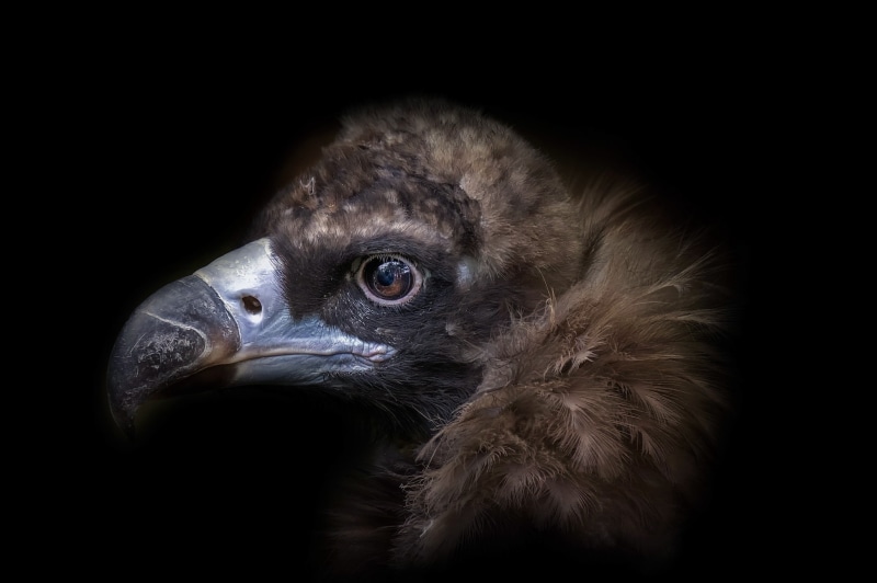 no people, eagle, animal body part, aggression, profile view, dark, animal themes, studio shot, vertebrate, animals, animal head, animals in the wild, nature