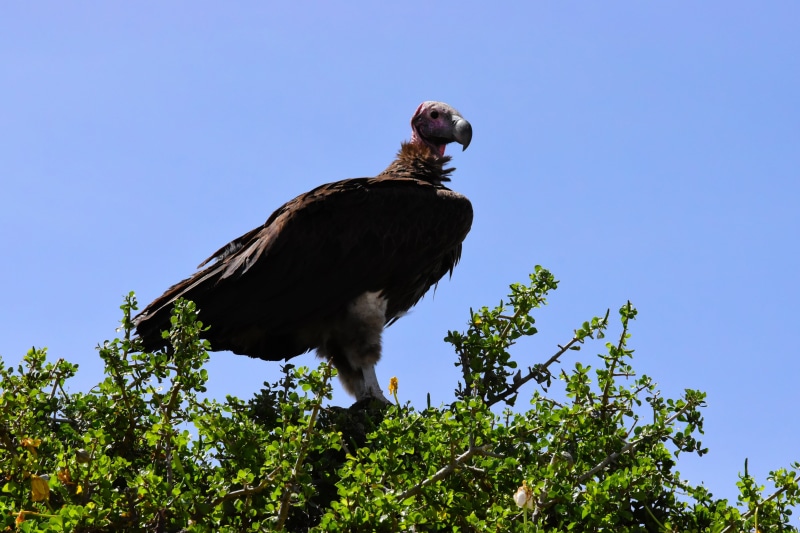 travel, beak, mammal, grassland, perching, tanzania, one animal, africa, wildlife, full length, wilderness, vulture, animal wildlife, branch, animals In The Wild