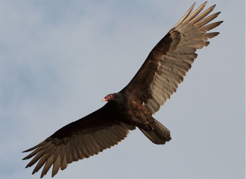 flying, turkey, bird, animals, vulture, 1080P