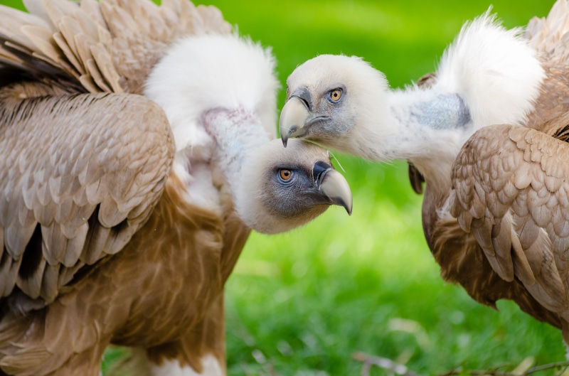 vultures, beak, raptor, close, plumage, animal, animal wildlife, animals in the wild, photography, grass, close-up, animal themes, white color, focus on foreground