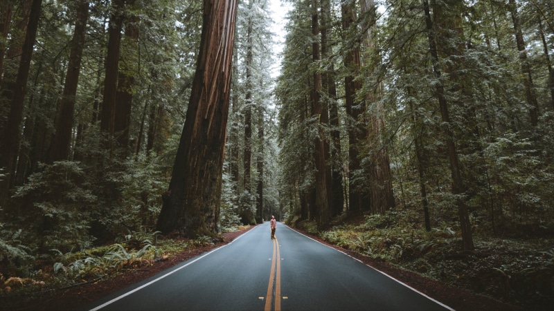 California, nature, road, men, 4k uhd background, landscapes, street, asphalt, trees, 4K, USA, " Redwood City", forest, man looking up, man, tree height
