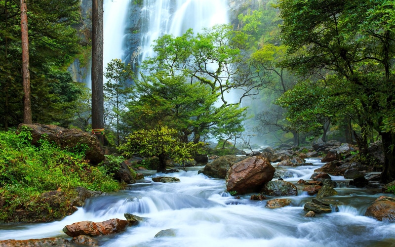 tree, growth, forest, stones, falls, green, beautiful, thailand, 4K, motion, waterfall, solid, power in nature, desktop, land, stream - flowing water