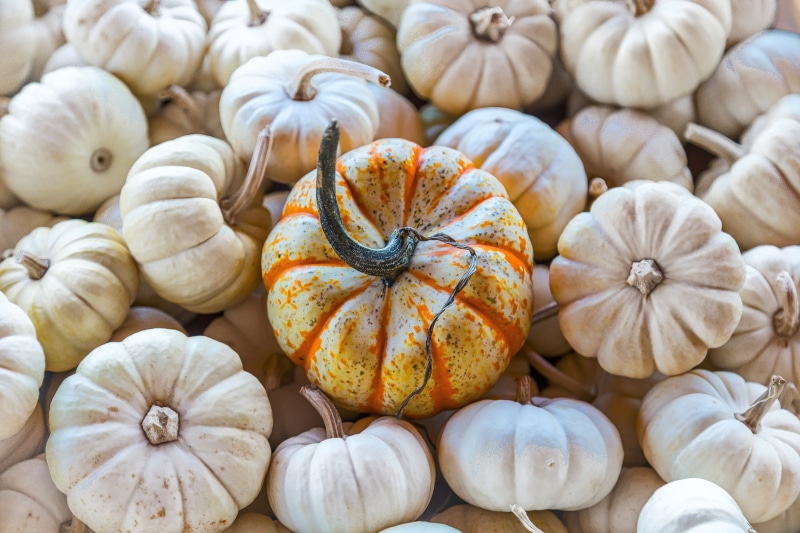 choice, no people, halloween, gourd, autumn, 5K, homegrown produce, squash - vegetable, harvest, closeup, ripe, fall, wellbeing, close-up, white, freshness