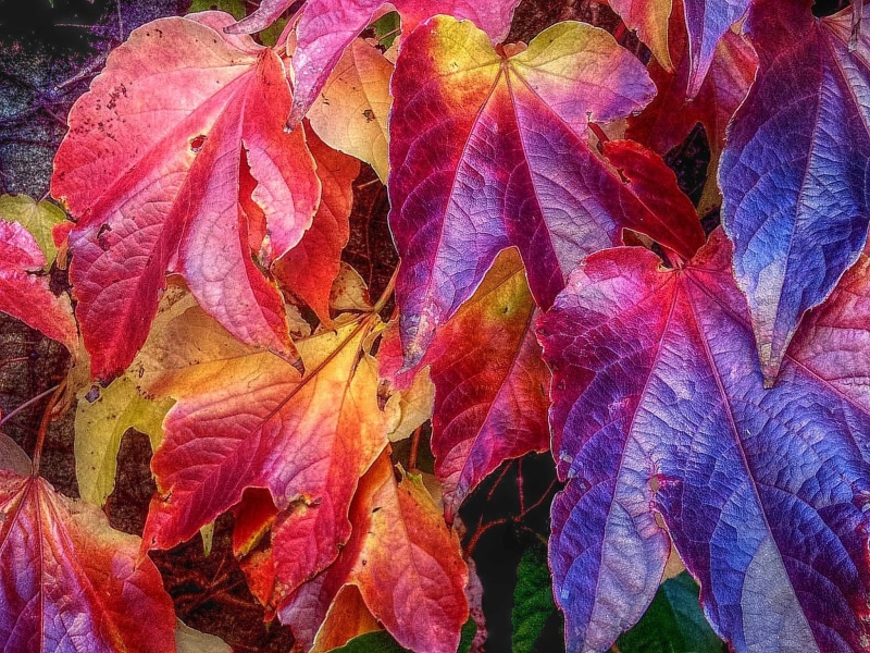 Wein, Herbst, nature, october, multi Colored, maple, yellow, plant, 1080P, leaf, Farben, backgrounds, season, autumn, red, maple leaf