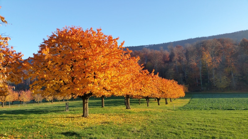 forest, nature, field, 5K, trees, growth, mood, change, no people, orange color, autumn, environment, tree, grass, scenics - nature, landscape, landschaft