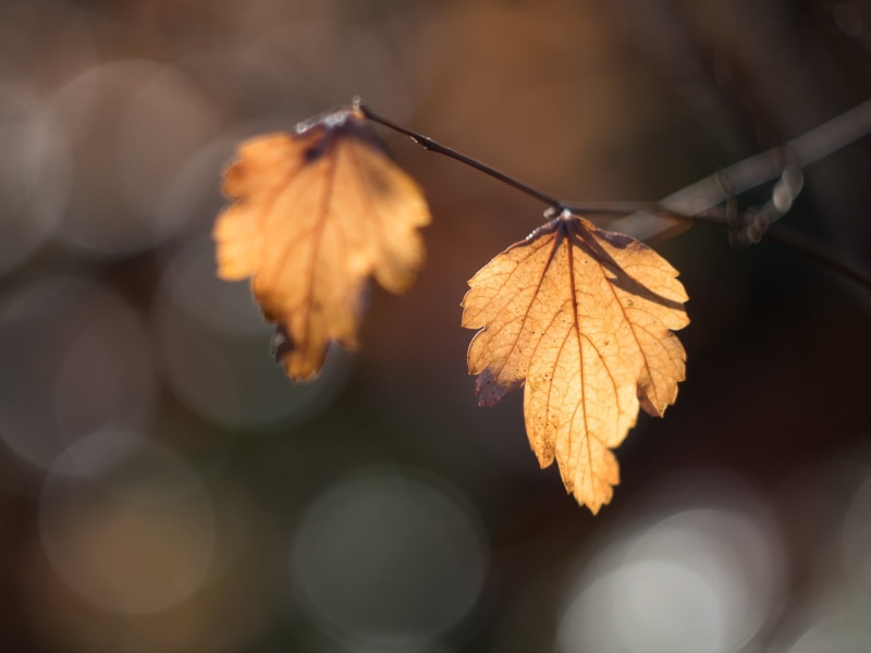 autumn  leaves, branch, backgrounds, plant, Farben, Blatt, selective, orange Color, photography, autumn colours, fall, leaves, selective focus, Helios 44