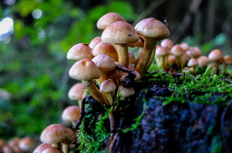 2K, bavaria, food, moss, nature, trunk, forest, natur, Autumn, Mushrooms, growth, rhön, fungus, brown, mushroom, plant, cut, tree trunk, cap, bayern, close-up
