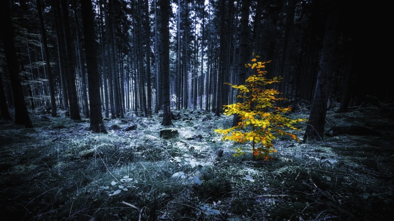 allein, herbst, Harz, Ilsenburg, Wald, selective, surreal, 5K, Wälder, Canon, forest, dark forest, düster, winter, 6D, woodland, klein, dark, NAtur, scenics
