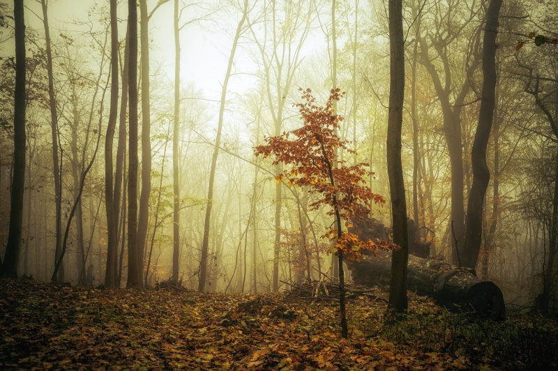 sunbeam, morning, mist, branch, mystery, tree, autumn, leaves, sunlight, fairytale, fog, 6D, Nass, scenics, 5K, leaf, Germany, season, orange, woodland