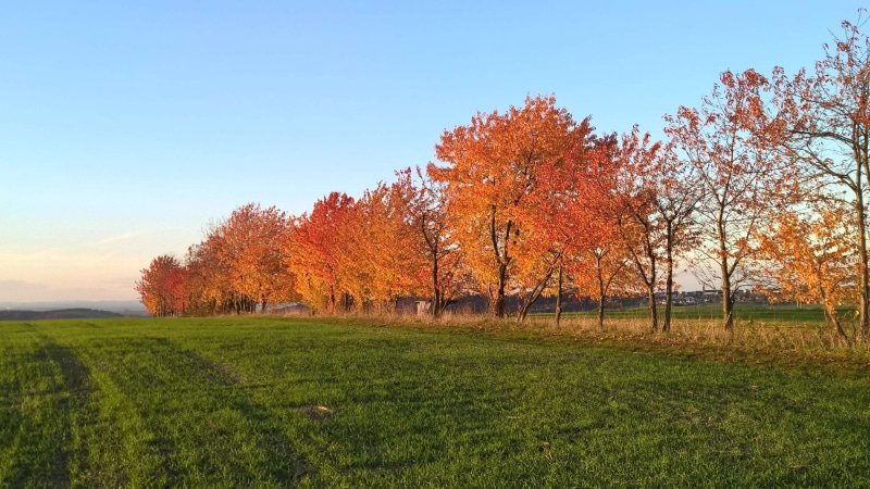 field, land, environment, tree, orange color, no people, growth, beauty in nature, tranquility, grass, herbst, autumn, tranquil scene, idyllic, landscape