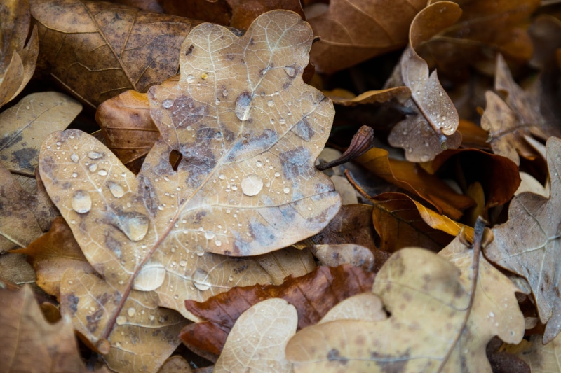water, high angle view, plant, drop, herbst, blätter, regen, close-up, evanescence, growth, beauty in nature, wasser, graz, change, 5K, day, nature, outdoors