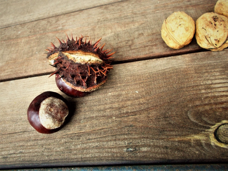 healthy eating, kastanien, herbst, freshness, braun, food, fruit, day, close-up, wood - material, nut - food, food and drink, chestnut - food, 2K, nut