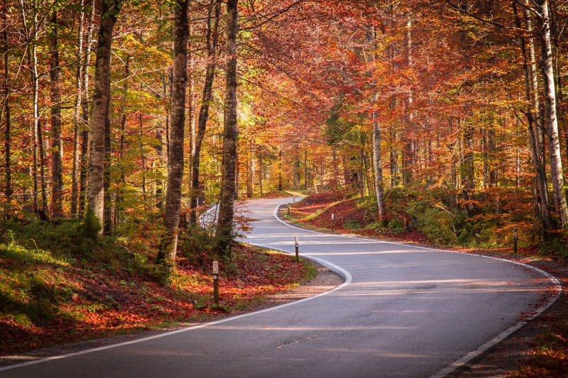 way, straße, fahren, woodland, trees, bunt, asphalt, 720P, scenics, sterreich, Forst, leaf, forest, autumn, Deutschland, Bayern, outdoors, landscape, farben