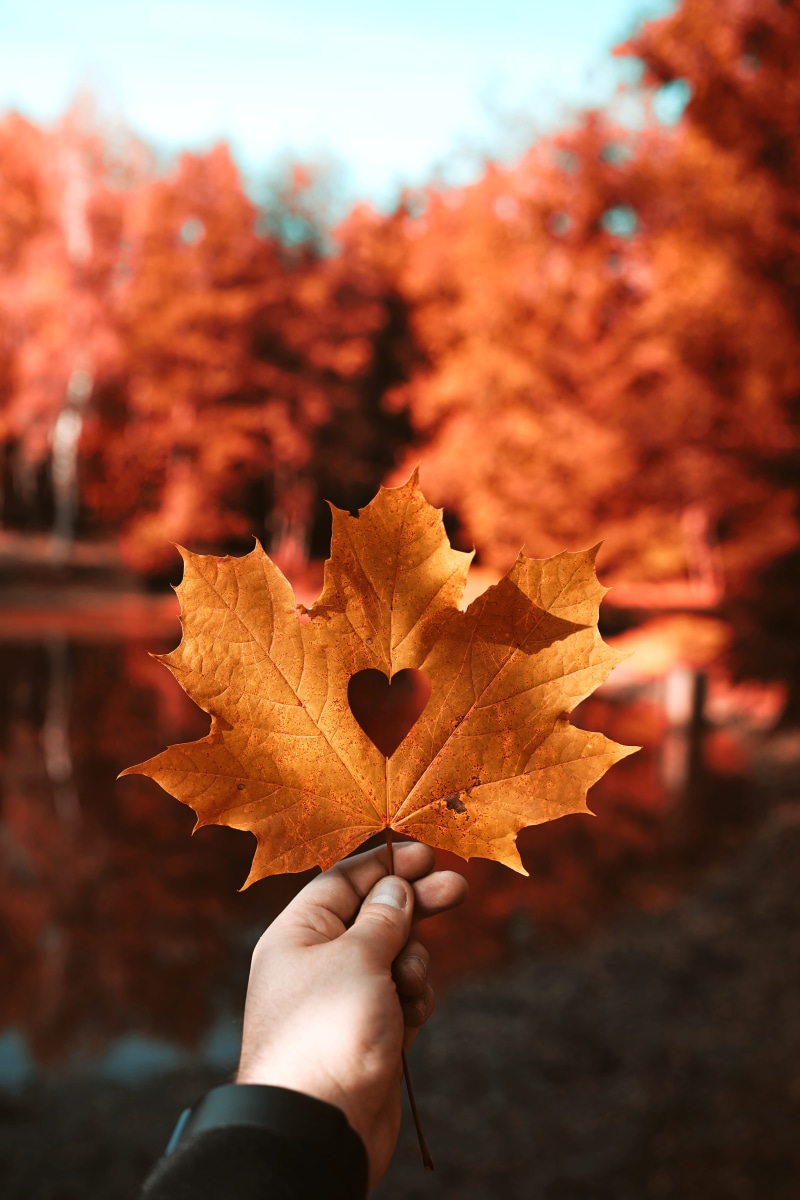 hand, leaves, heart, leafe, forest, unrecognizable person, real people, maple tree, colour, red colour, person, outdoors, dry, leaf, holding, arm, lifestyles