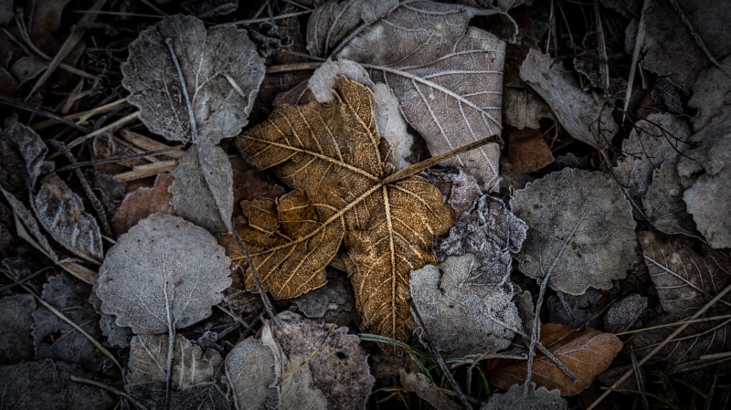 leaves, natur, close-up, full frame, brown, falling, nature, leaf vein, plant, blatt, day, ze, ground, dry, photography, natural condition, maple leaf