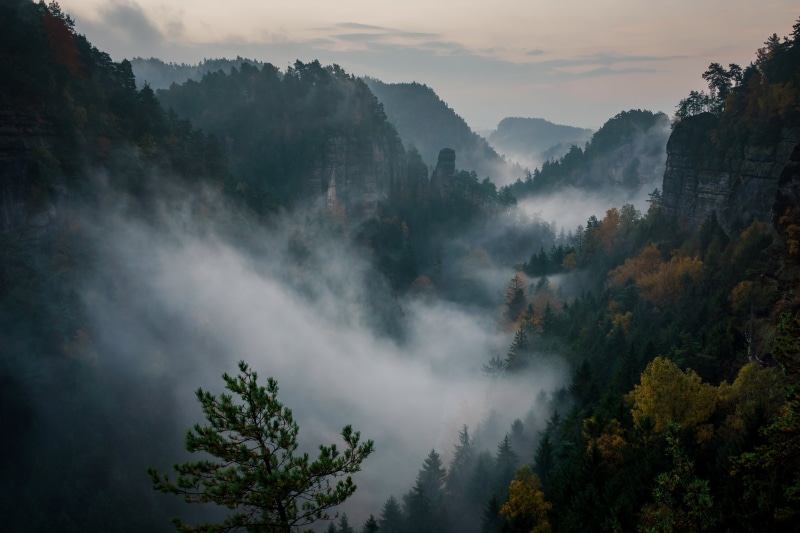 fogs, Nebel, daytime, scenics, tree, near, Forests, Deutschland, Landscape, forest, vor, nature, Hills, Herbst, Elbsandsteingebirge, Tal, Switzerland, Sony  a6000