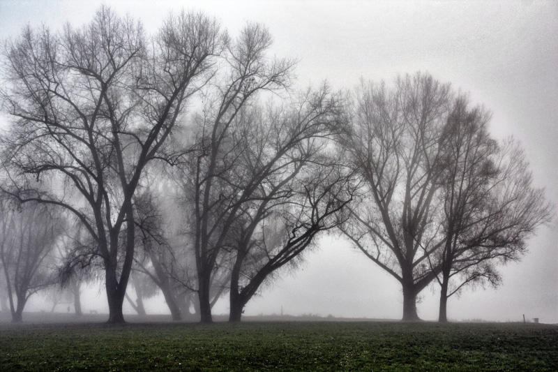 nebula, maken, outdoors, winter, tree, bäume, black, trees, screen, photography, season, schatten, moony, forest, fog, baum, gestalten, 4K, cc, mask, haze