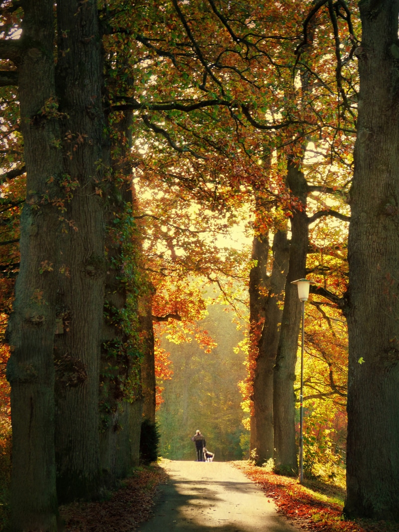 growth, nature, forest, plant, walking, tranquility, change, leisure activity, direction, sonne, beauty in nature, day, trunk, outdoors, herbst, sun, 4K