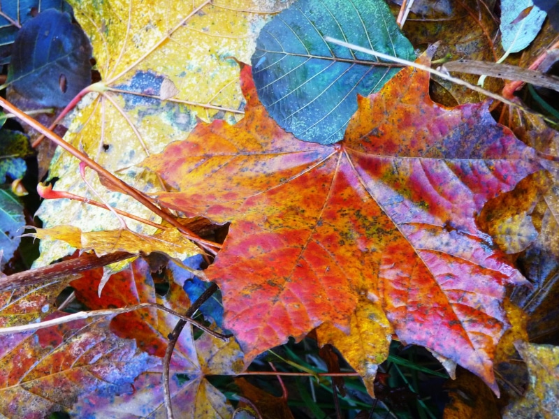day, leaf vein, herb, botany, fall, beauty in nature, no people, nature, autumn, tree, organic, 2K, change, leaf, multi colored, close-up, Leaves, Herbst