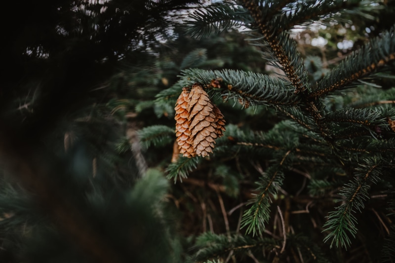 cone, nature, fir Tree, close-up, pine, outdoors, woodland, green Color, plant, pinecone, green, no People, decoration, snow, 5K, frost, christmas Tree