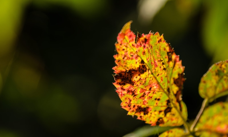 herbst, bright, black background, close-up, sunlight, autumn, outdoors, close, höst, plant part, selective focus, leaf, flower, land, growth, nature, tree