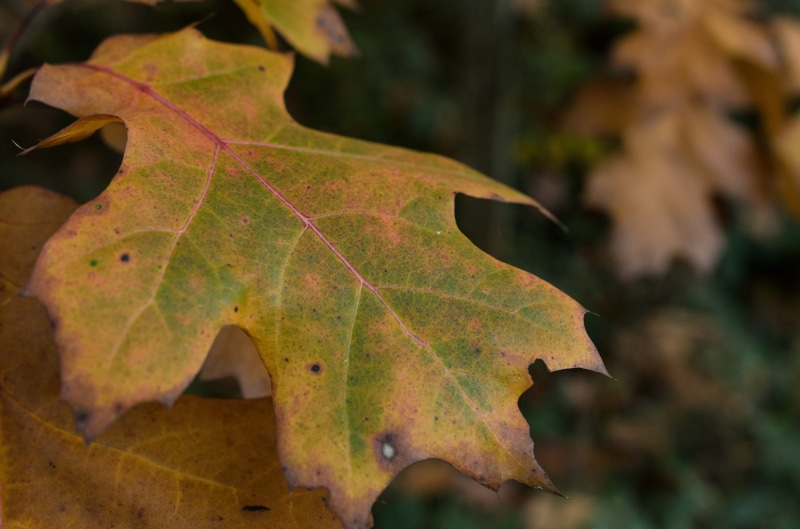 nature, day, tree, change, close-up, leaf, macro, leaf vein, colorful, leaves, autumn, plant part, closeup, beauty in nature, no people, fall, höst, forest
