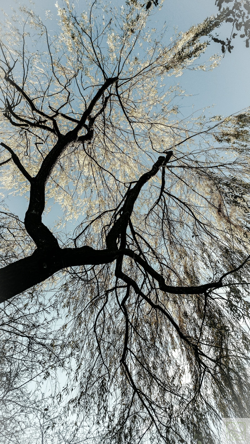 outdoors, dach, himmel, no people, herbst, growth, full frame, plant, scenics - nature, beauty in nature, low angle view, sky, wald, blätter, branch, weide