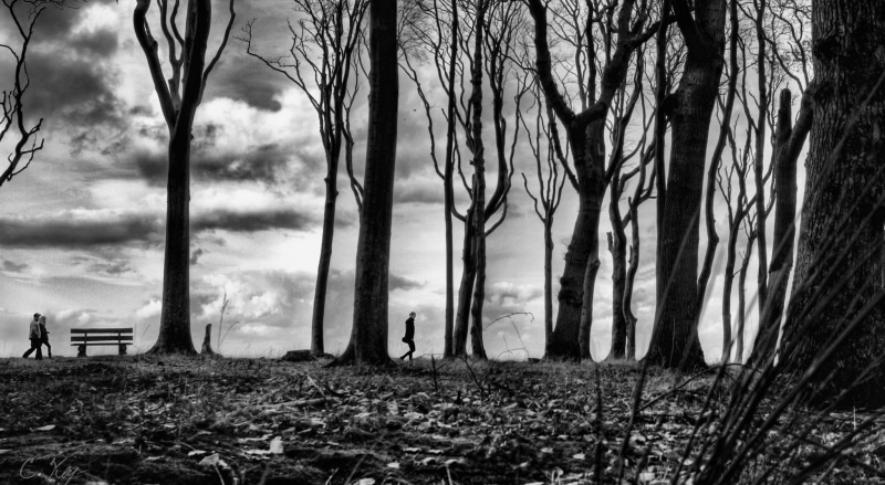 walk, Trees, remote, no people, Coast, plant, beech trees, Germany, day, absence, Collin Key, woodland, nature, Fall, field, Mecklenburg-Vorpommern, Kuste