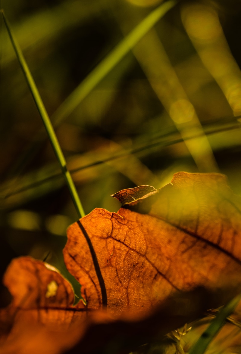 tranquility, fall, no people, growth, sunlight, focus on foreground, close-up, höst, dried, 4K, orange color, macro, brown, closeup, day, leaves, vulnerability