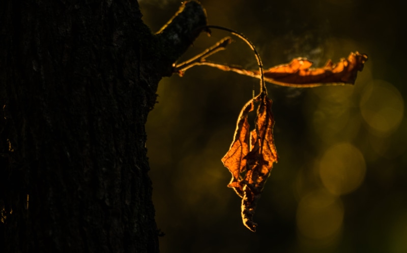 outdoors, tree trunk, selective focus, brown, season, fragility, orange color, leaf, hanging, nature, old, growth, herbst, autumn, trunk, vulnerability