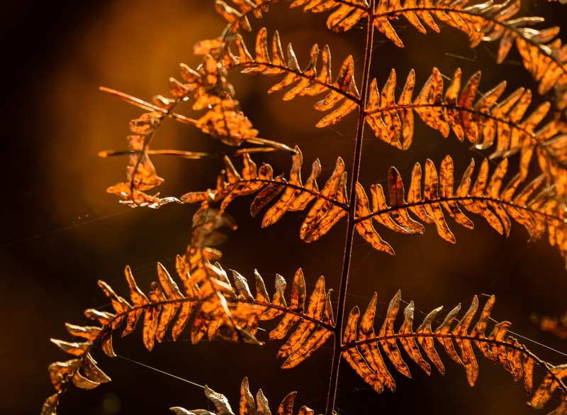 night, focus on foreground, plant, fall, herbst, höst, branch, celebration, event, autumn, no people, growth, outdoors, tree, orange color, sun, 4K, forest