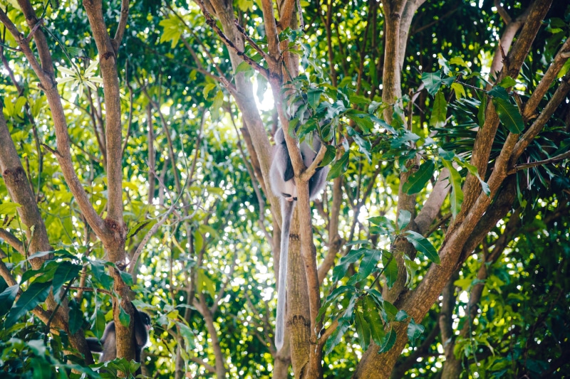 rainforest, shine, tree trunk, monkey hiding in tree, animal themes, monkey, leaf, climb, railay beach, trunk, no people, outdoors, forest, day, beauty in nature