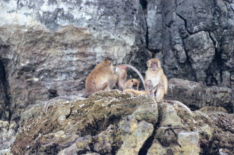 sleeping, animal themes, resting, rock, rock formation, animal wildlife, animal family, phi phi islands, baboons, beach, no people, three animals, nature