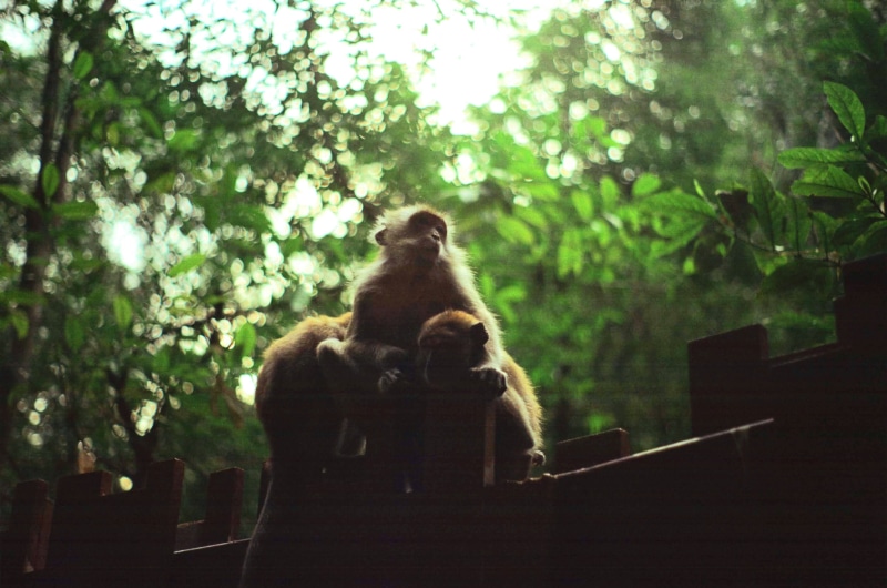 family, sitting, animal wildlife, green, trees, 2K, no people, primate, group of animals, animals in the wild, mammal, wild, animal, nature, thailand