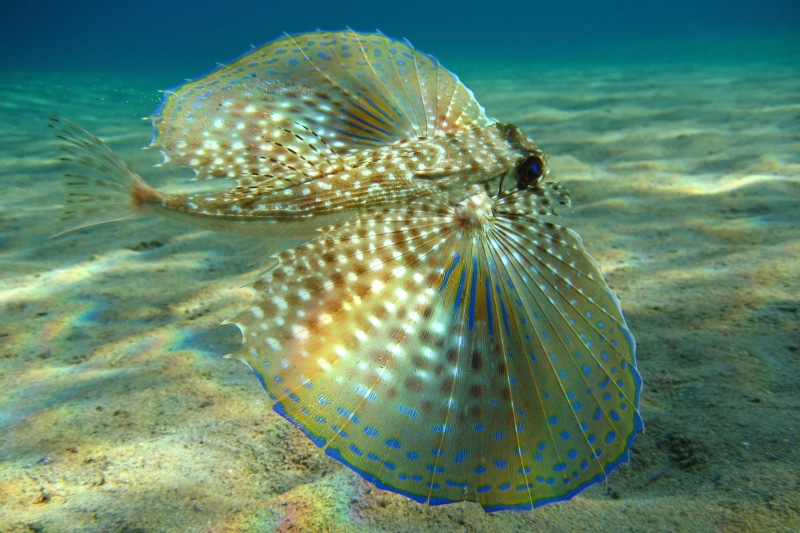 close-up, marine, animals in the wild, brown, underwater, exotic, outdoors, sea, pendant, undersea, animal, animal themes, sea life, invertebrate, no people