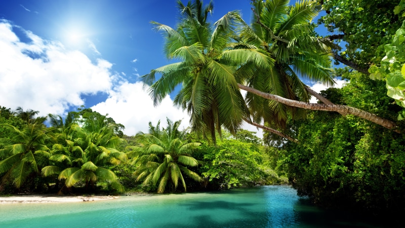 lagoon, tropics, tropical, exotic, vacation, palm, tropical landscape, palm tree, summer, 5K, vegetation